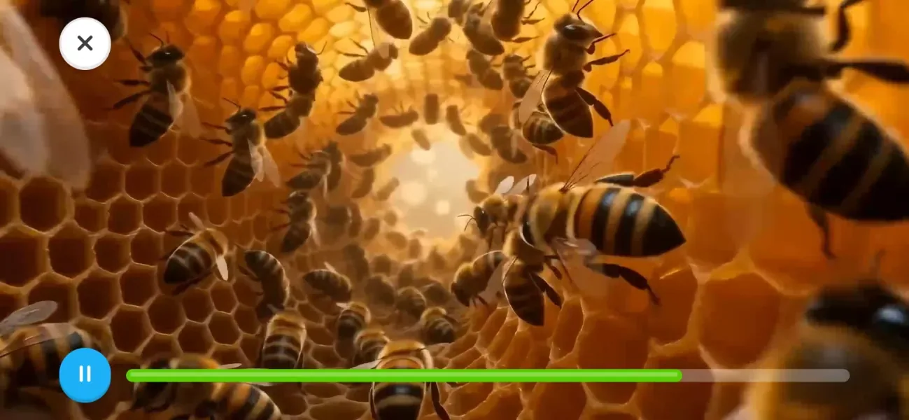 Bienenvideo in der App: Bienen bei der Arbeit auf der Honigwabe