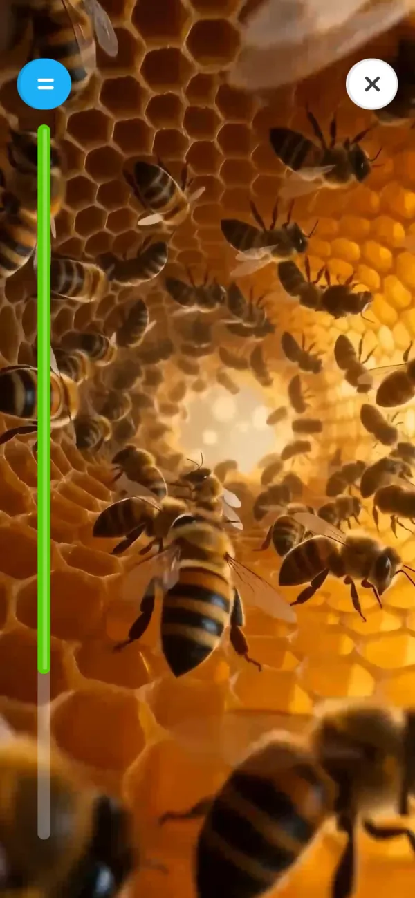 Bienenvideo in der App: Bienen bei der Arbeit auf der Honigwabe